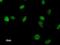Euchromatic Histone Lysine Methyltransferase 1 antibody, LS-C342545, Lifespan Biosciences, Immunofluorescence image 