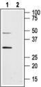 Aquaporin-8 antibody, PA5-77713, Invitrogen Antibodies, Western Blot image 