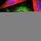 Ubiquitin Specific Peptidase 40 antibody, HPA005821, Atlas Antibodies, Immunofluorescence image 