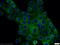 Occludin antibody, 13409-1-AP, Proteintech Group, Immunofluorescence image 