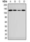 Fucose Kinase antibody, orb382533, Biorbyt, Western Blot image 