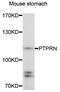 Protein Tyrosine Phosphatase Receptor Type N antibody, abx006819, Abbexa, Western Blot image 