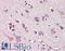 Nitric Oxide Synthase 1 antibody, LS-B3272, Lifespan Biosciences, Immunohistochemistry paraffin image 