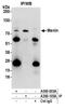 Menin 1 antibody, A500-003A, Bethyl Labs, Immunoprecipitation image 