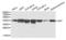 DNA Fragmentation Factor Subunit Alpha antibody, AHP2459, Bio-Rad (formerly AbD Serotec) , Western Blot image 