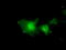 Eukaryotic translation initiation factor 2 subunit 1 antibody, TA501313, Origene, Immunofluorescence image 