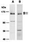 Milk Fat Globule-EGF Factor 8 Protein antibody, orb66872, Biorbyt, Western Blot image 