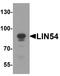 Lin-54 DREAM MuvB Core Complex Component antibody, A09336, Boster Biological Technology, Western Blot image 
