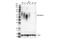 C-Type Lectin Domain Family 12 Member A antibody, 77180S, Cell Signaling Technology, Western Blot image 
