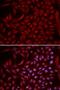 Cullin 5 antibody, LS-C334016, Lifespan Biosciences, Immunofluorescence image 