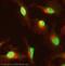 TP53 Induced Glycolysis Regulatory Phosphatase antibody, ab37910, Abcam, Immunofluorescence image 