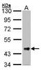 Follistatin Like 1 antibody, GTX106425, GeneTex, Western Blot image 