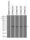 Mitogen-Activated Protein Kinase 1 antibody, GTX84159, GeneTex, Immunoprecipitation image 