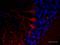 Neurofilament H (NF-H) antibody, 801709, BioLegend, Immunohistochemistry paraffin image 