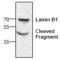 Lamin B1 antibody, TA318963, Origene, Western Blot image 