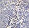 Neuritin 1 antibody, NBP1-77282, Novus Biologicals, Immunohistochemistry frozen image 