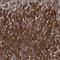 Niban Apoptosis Regulator 2 antibody, HPA021417, Atlas Antibodies, Immunohistochemistry frozen image 