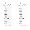 Cancer/Testis Antigen Family 45 Member A1 antibody, NBP2-46729, Novus Biologicals, Western Blot image 