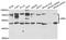 Granulin Precursor antibody, TA332905, Origene, Western Blot image 