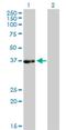 Phytanoyl-CoA dioxygenase, peroxisomal antibody, H00005264-M01, Novus Biologicals, Western Blot image 