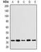 Wnt Family Member 4 antibody, orb382123, Biorbyt, Western Blot image 