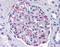 Solute Carrier Family 44 Member 2 antibody, 51-588, ProSci, Immunohistochemistry frozen image 