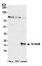Germinal Center Associated Signaling And Motility antibody, A305-535A, Bethyl Labs, Western Blot image 