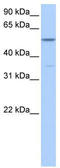 Choline kinase alpha antibody, TA335874, Origene, Western Blot image 