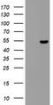 Zinc Finger Protein 385B antibody, LS-C789610, Lifespan Biosciences, Western Blot image 