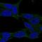 Lysosomal Associated Membrane Protein Family Member 5 antibody, HPA070765, Atlas Antibodies, Immunofluorescence image 