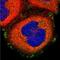 Integrin Subunit Alpha V antibody, NBP1-85746, Novus Biologicals, Immunofluorescence image 