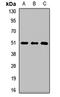 MAF BZIP Transcription Factor B antibody, LS-C668328, Lifespan Biosciences, Western Blot image 