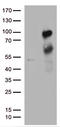 mBD-1 antibody, TA811766, Origene, Western Blot image 