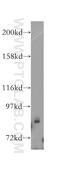 Deleted in bladder cancer protein 1 antibody, 11544-2-AP, Proteintech Group, Western Blot image 