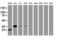 Jun Proto-Oncogene, AP-1 Transcription Factor Subunit antibody, LS-C337009, Lifespan Biosciences, Western Blot image 