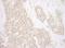 BCL2 Associated Athanogene 3 antibody, A302-806A, Bethyl Labs, Immunohistochemistry paraffin image 