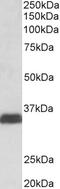ERLIN2 antibody, 45-552, ProSci, Western Blot image 