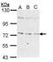NIMA Related Kinase 8 antibody, GTX112027, GeneTex, Western Blot image 