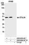 OTU Deubiquitinase With Linear Linkage Specificity antibody, A305-822A-M, Bethyl Labs, Immunoprecipitation image 