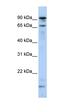 Male-specific lethal 2 homolog antibody, orb325068, Biorbyt, Western Blot image 