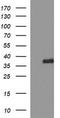 Synaptophysin antibody, TA506500, Origene, Western Blot image 