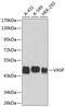 Vasodilator Stimulated Phosphoprotein antibody, 13-063, ProSci, Western Blot image 