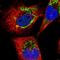 DLD antibody, HPA044849, Atlas Antibodies, Immunofluorescence image 