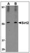 SIR2 antibody, AP22673PU-N, Origene, Western Blot image 