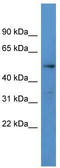 1,25-dihydroxyvitamin D(3) 24-hydroxylase, mitochondrial antibody, TA342860, Origene, Western Blot image 