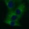 von Willebrand factor A domain-containing protein 2 antibody, FNab09465, FineTest, Immunofluorescence image 