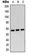 c-Myc antibody, orb315626, Biorbyt, Western Blot image 