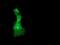 Docking Protein 2 antibody, NBP2-00948, Novus Biologicals, Immunofluorescence image 