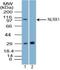 NLR Family Member X1 antibody, NBP2-27198, Novus Biologicals, Western Blot image 