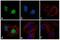 Rabbit IgG antibody, A24538, Invitrogen Antibodies, Immunofluorescence image 